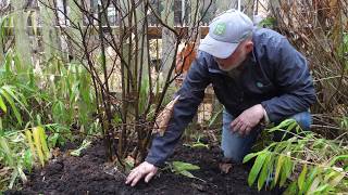 In the Garden: Planting microgreens, proper mulching and winter bragging