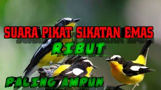 Suara pikat burung sikatan emas ribut mp3