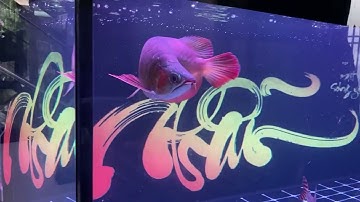 Giao bộ hồ 1m55 x 68 x 68 về với tp biển Phan Thiết