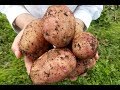 Выращивание суперраннего картофеля