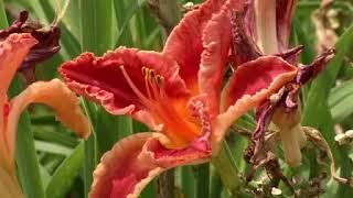 Daylilies: Prairie Yard & Garden