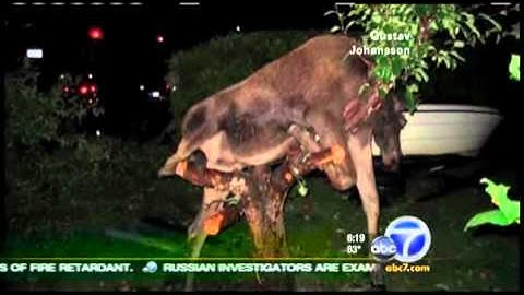 Drunk moose found entangled in apple tree   abc7.com.flv