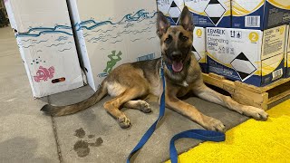 Loki | 5 Month Old Belgian Malinois & German Shepherd Mix | Arizona’s Best Reactive Dog Trainers