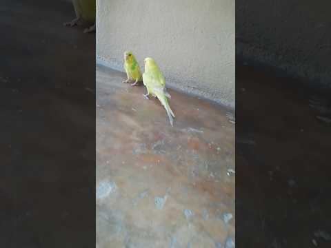 beautiful parrot in the world##you tube short# love