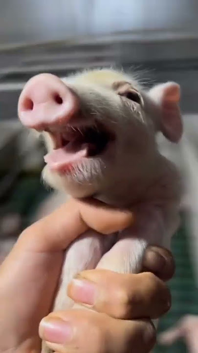 suara babi ngakak