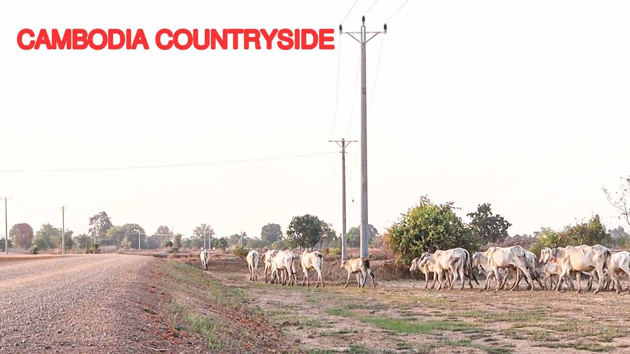 Какова сельская местность Камбоджи? Давайте посмотрим! [Пост о кхмерской сельской местности]