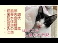 がんばって生きた〝はちこ〟のしあわせ日記🐾