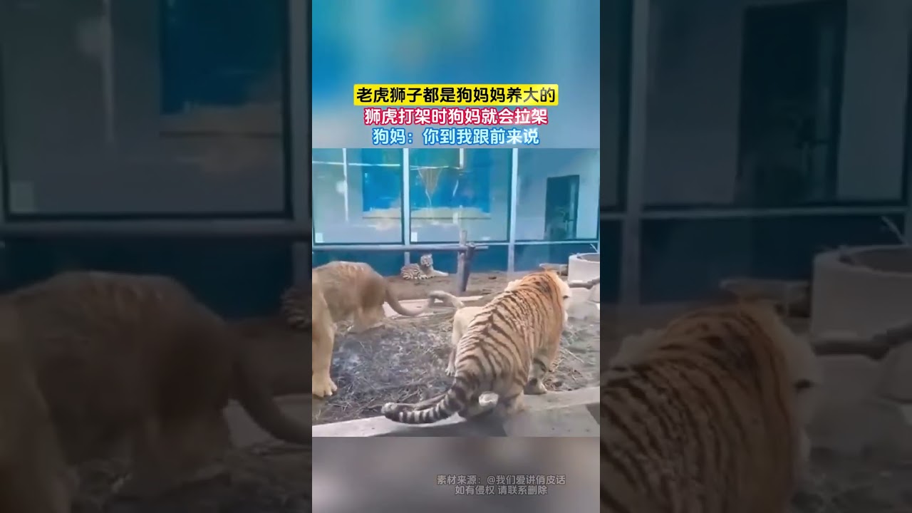 老虎獅子都是狗媽媽養大的，獅虎打架時狗媽就會拉架，狗媽：你到我跟前來說 #大熱門