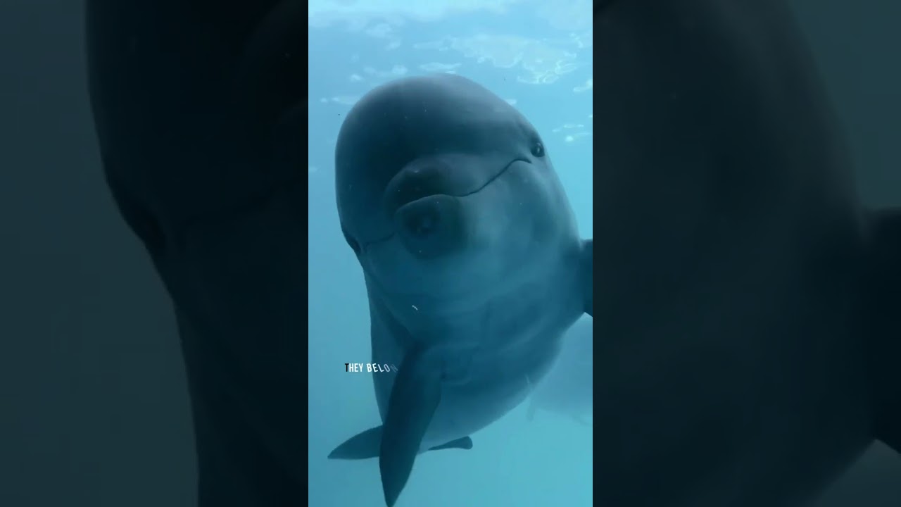 what is the scientific name of a dolphin?