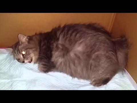 Video: Kedilerde Omurga Ve Vertebral Doğum Kusurları