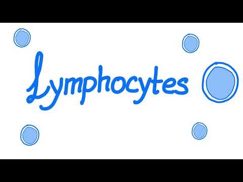 Lymphocytes | Your Specialized Immunity | White Blood Cells