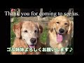 今日はトリミングです♪ #Goldenretriever #ゴールデンレトリーバートリミング #ゴールデンレトリバー #東浪見 #oversea #ゴールデンレトリバー2頭飼い