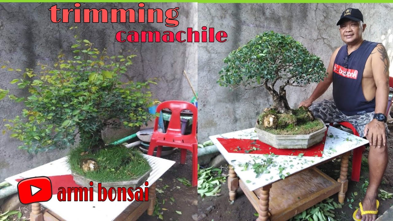 Trimming Camachile Tree!!! (Madras thorn)  