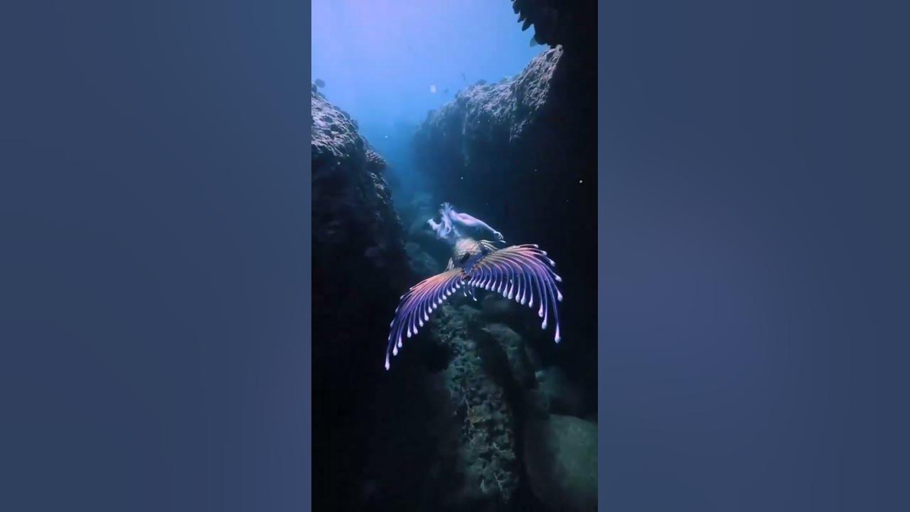 mermaid video clip 🧜 #viral #shorts #video #ytshorts YouTube mermaid video clip 🧜 #viral #shorts #video #ytshorts YouTube