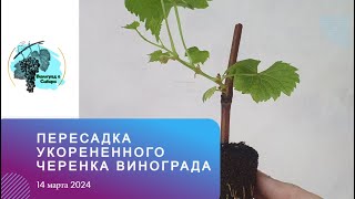 Пересадка укорененного черенка #винограда 14.03.2024