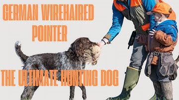 German Wirehaired Pointer: The Ultimate Hunting Machine What’s Up Dog Episode 2
