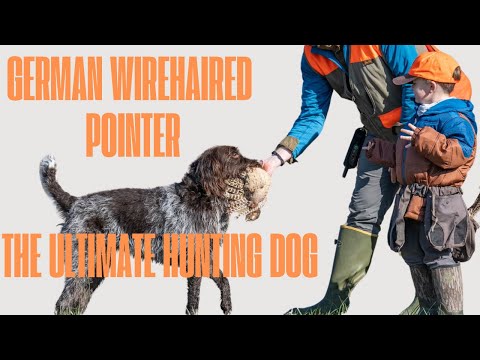 German Wirehaired Pointer: The Ultimate Hunting Machine What’s Up Dog Episode 2