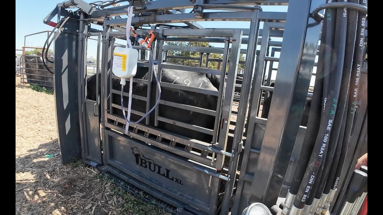 Working Cattle Bull XL Chute