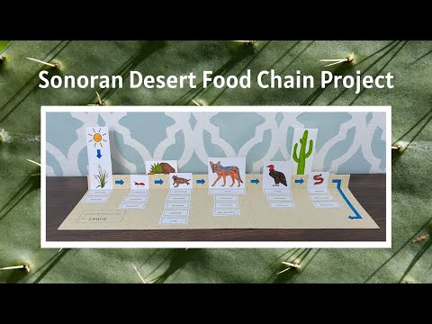 Sonoran Desert Food Chain Project