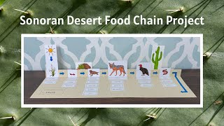 Sonoran Desert Food Chain Project