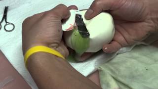 Opening eggs from the first ever Platty Tiger x Sula breeding!