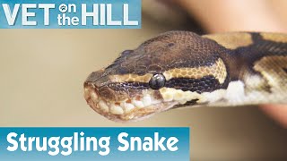 Snake Struggling To Breathe | FULL EPISODE | S01E03 | Vet On The Hill