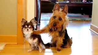 Who Pooped In the Kitchen? Guilty Dogs by Sam 10,529,108 views 8 years ago 9 seconds