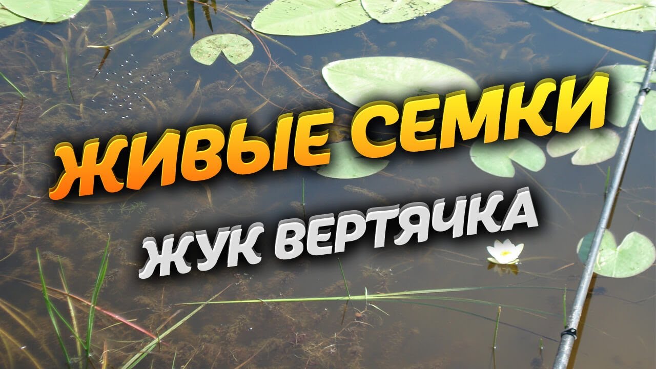 ВЕРТЯЧКА. Gyrinidae, семейство жуков из подотряда Adephaga. Video Trawl 