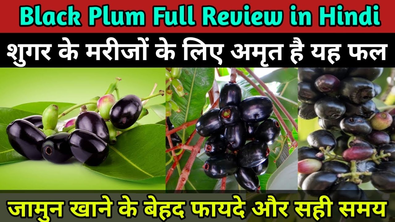Black plum full review in Hindi । जामुन खाने के बेहद फायदे और उपयोग