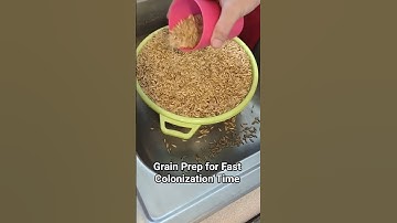 How to prep grain 4 faster colonization time! #culture #mycology #fungi #healing #research #mushroom
