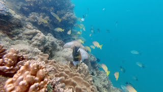 Cateran Bay, Border Island Whitsundays - Amazing snorkelling!! (episode 24)