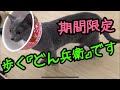 どん兵衛でエリザベスカラー！！ 【ロシアンブルー】This is an Elizabeth color made with cup noodles.
