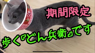 どん兵衛でエリザベスカラー！！ 【ロシアンブルー】This is an Elizabeth color made with cup noodles.