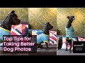 Top tips for taking better dog photos! | Shoott Photos #shorts #petphotography #shoottphotos