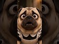 A day in the life of a hardworking pug