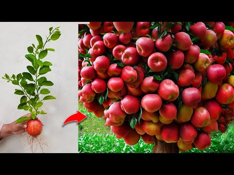 Grafting apple with Orange tree gets the most Apples