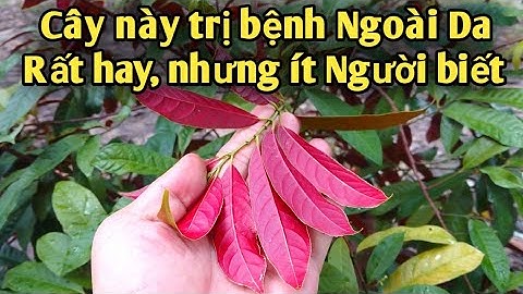 Bài thuốc trị Mề đay mẩn ngứa, zona thần kinh, viêm da cơ địa, viêm đại tràng. PHAN HẢI Channel