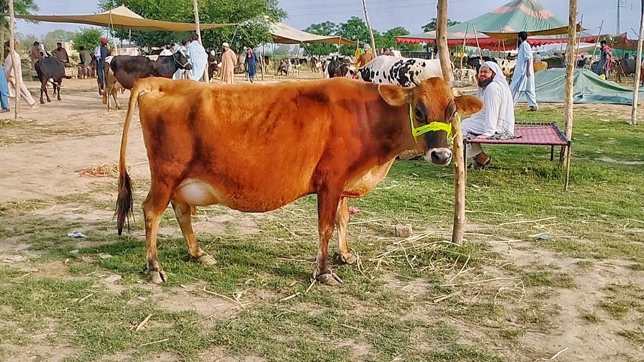 imported jersey and Freasian Milking Cows Latest Rate on Gondal Mandi