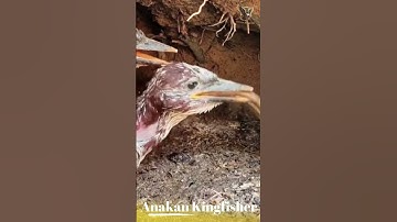 Bukan Serangga Biasa, Ternyata Ini Makanan Anak Burung Kingfisher