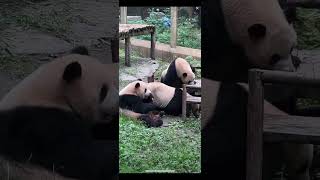 大熊猫良月和莽辰辰看四喜丸子打麻将。panda liang yue and mang chenchen watching 4 pandas eating.#panda#판다#大熊猫#animals