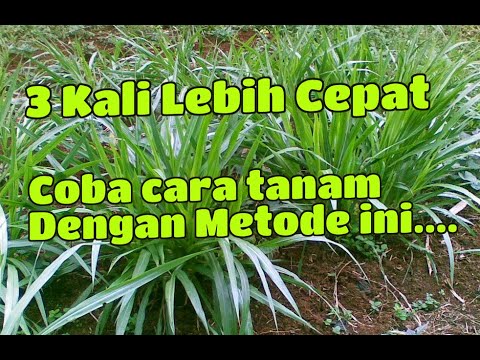 Video: Apa Itu Lada Mulato - Cara Menanam Tanaman Lada Mulato Di Kebun