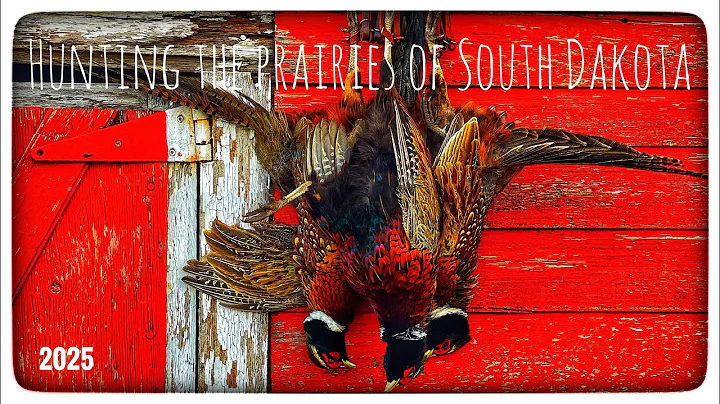 SOUTH DAKOTA 2025 | OPENING DAY | WILD PHEASANT HUNT 