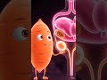 What Happens Inside When You Eat Fiber #anatomy #health #education
