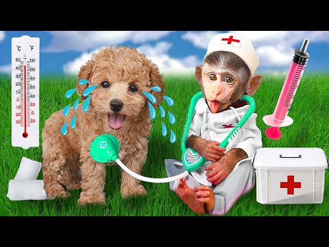 Baby Monkey Ben Ben  Goes Koi Fishing And Eats With Kittens Puppy | Animals baby monkey