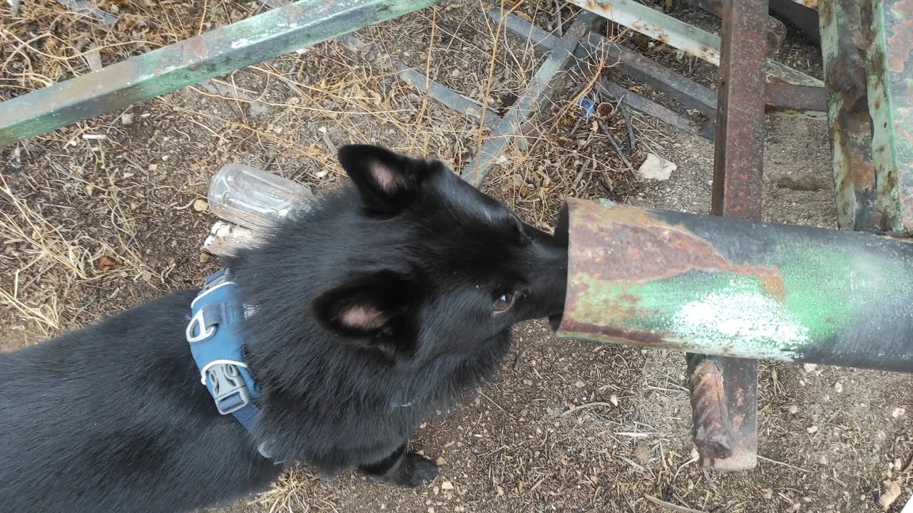 Бюджетный ноузворк на свалке - YouTube