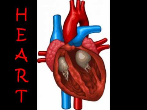 Relationship between the respiratory system and the cardiovascular