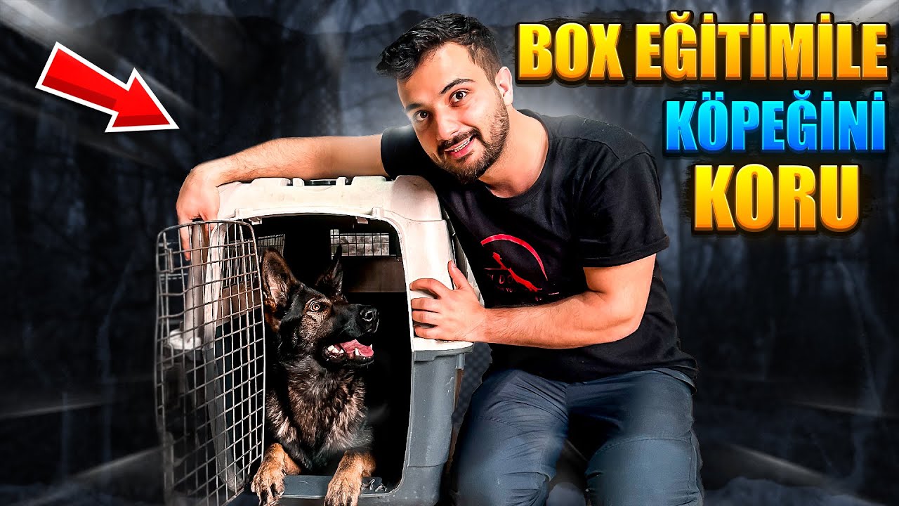 BOX EĞİTİMİ İLE KÖPEĞİNİ KORU..!!🐶