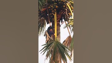 Panen Buah Lontar yang masih jarang sekali di temui #buahlontar #panenbuahlontar #shorts