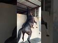 Angry Horse Making Loud Sounds – Full Energy & Wild Mood 🐎🔥#Horse #AngryHorse #WildHorse #HorseSou