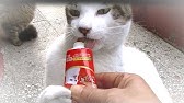 猫の独り事と寝言をいう猫 夢を見る猫かな W Youtube 猫の独り事と寝言をいう猫 夢を見る猫かな W Youtube